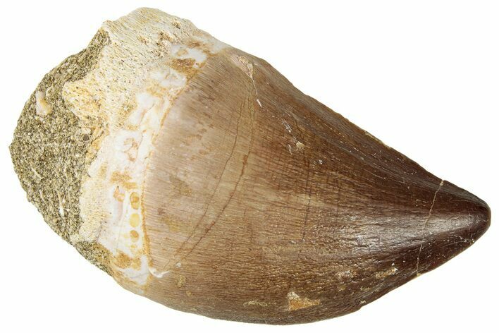 Fossil Mosasaur (Thalassotitan) Tooth - Morocco #326502